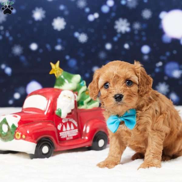 Butler, Cavapoo Puppy